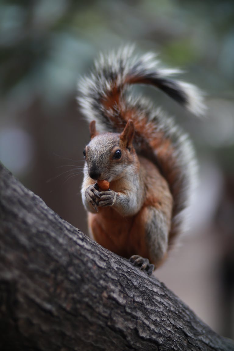 Adorable close-up of a squirrel on tree bark enjoying a nut. Perfect for nature lovers.