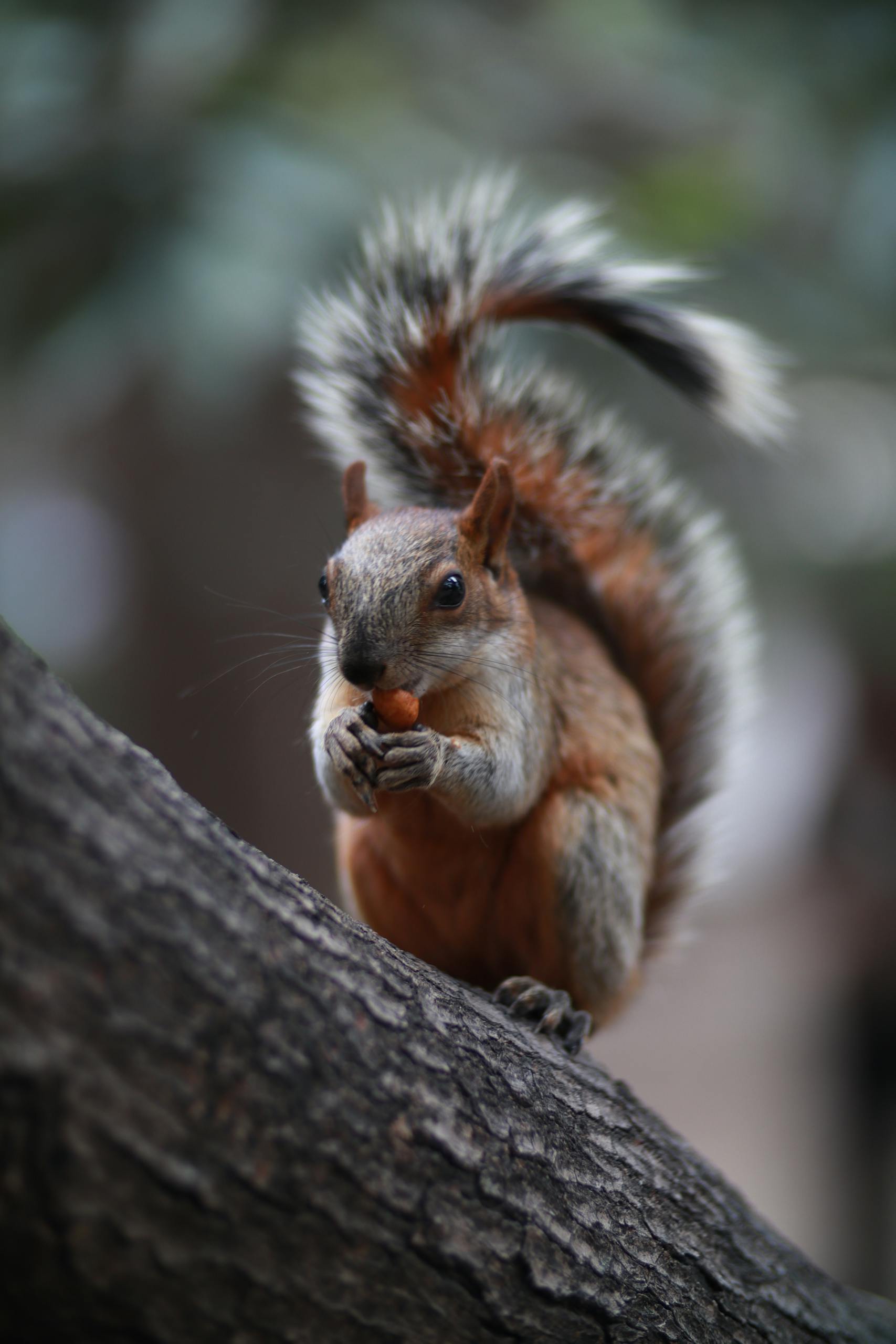 Adorable close-up of a squirrel on tree bark enjoying a nut. Perfect for nature lovers.