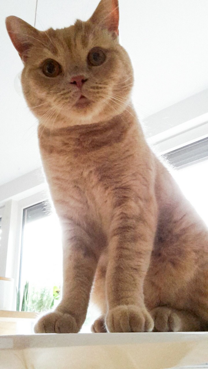 Mein Schatten, mein Schutz: Tiger Lou