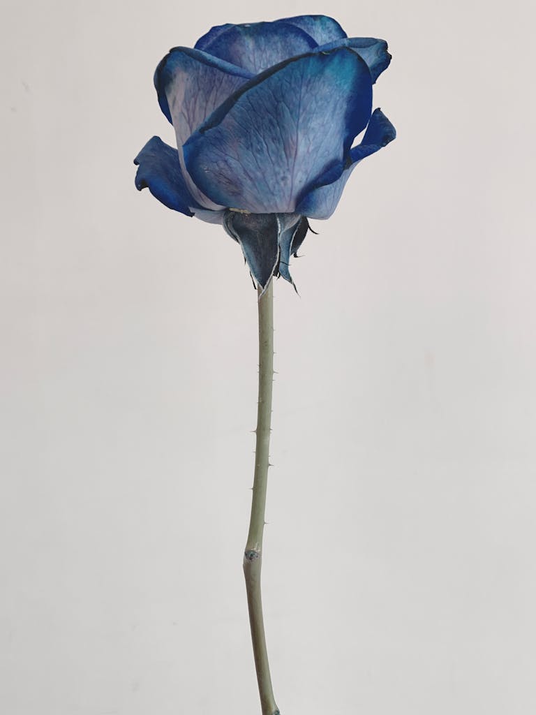 A close-up of a striking blue rose against a plain background, emphasizing its unique color and detail.