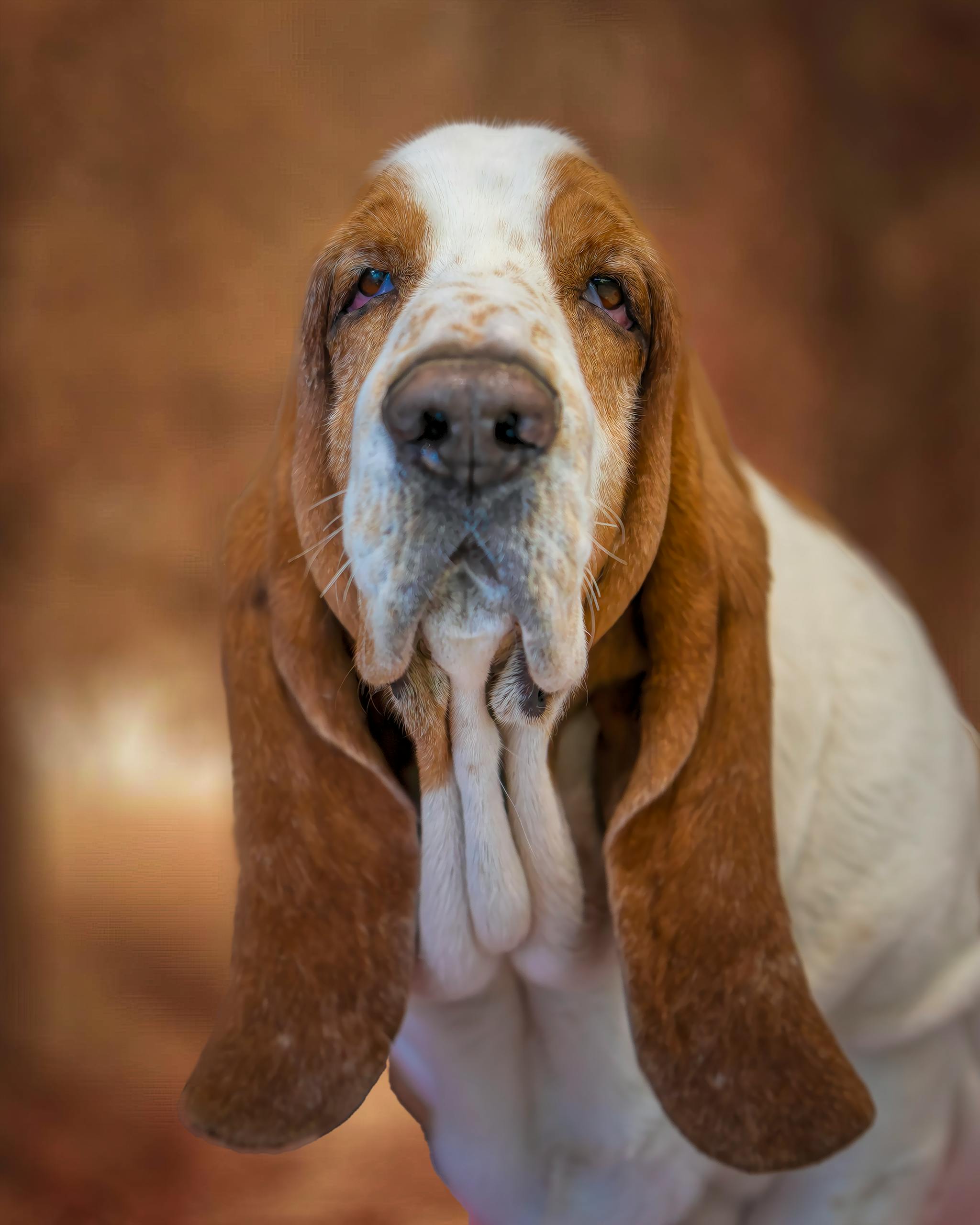 Charming close-up photo of a Basset Hound dog with expressive eyes and droopy ears.