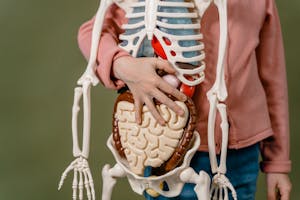Child learning anatomy using a human skeleton model with organs.