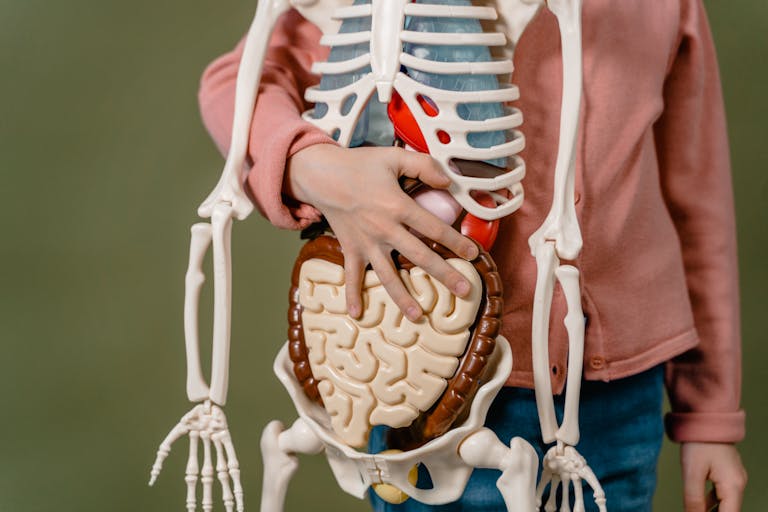 Child learning anatomy using a human skeleton model with organs.