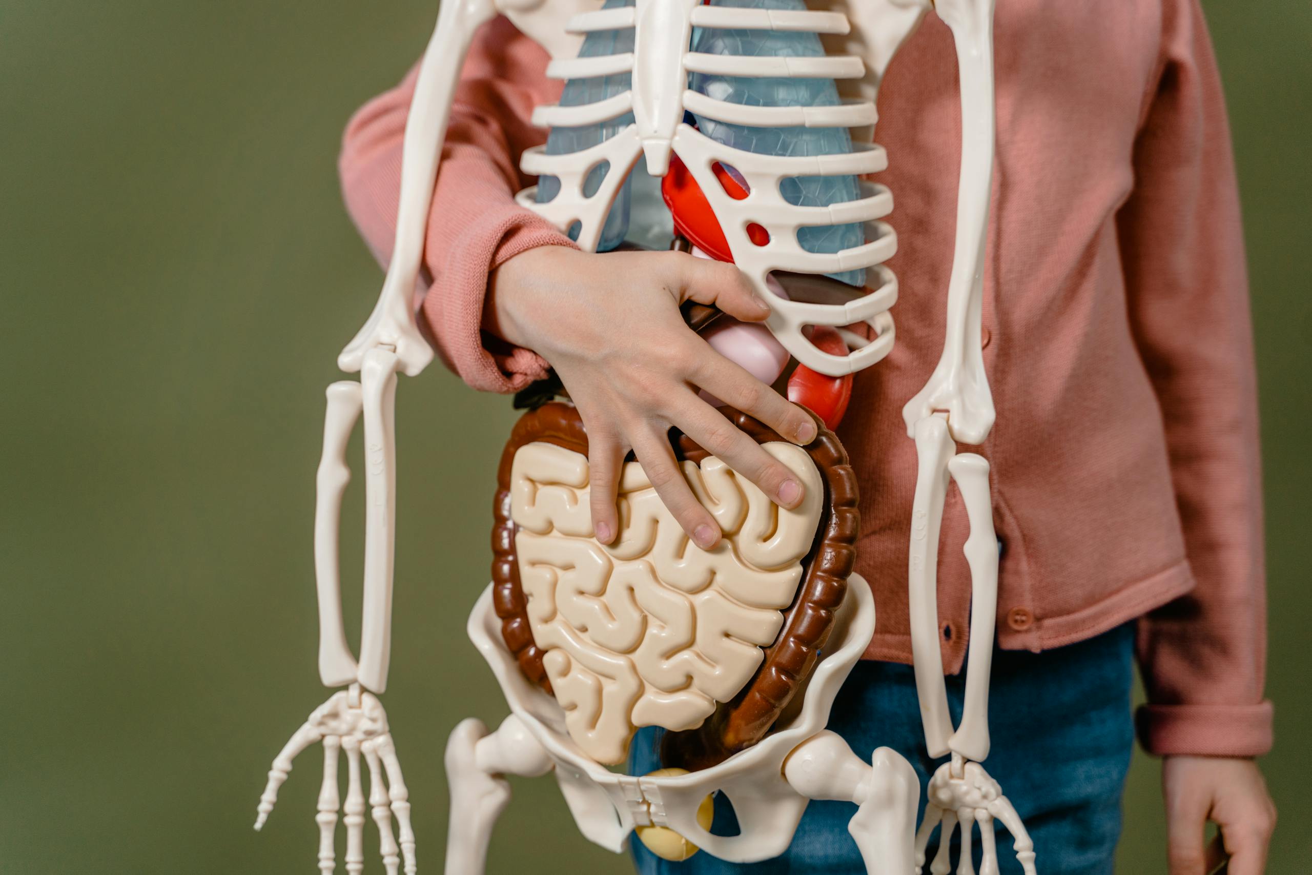 Child learning anatomy using a human skeleton model with organs.