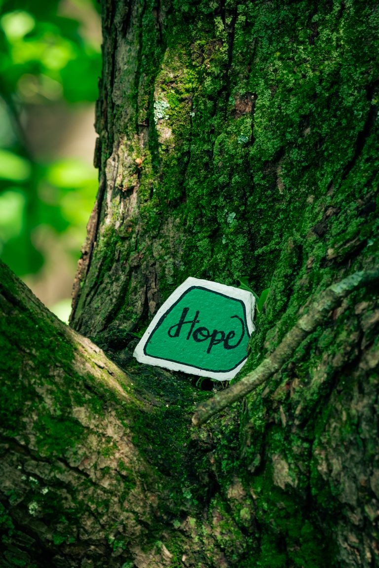 A lush tree trunk with moss displaying a hand-painted 'Hope' message, symbolizing positivity.